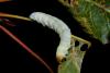 Tethea sp.